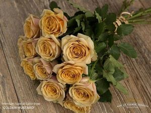 ROSE GOLDEN MUSTARD 50